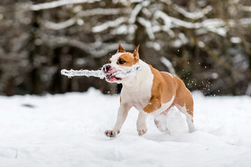 Dog in the snow