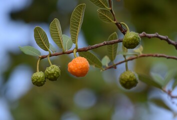 mama-cadela fruto do Cerrado