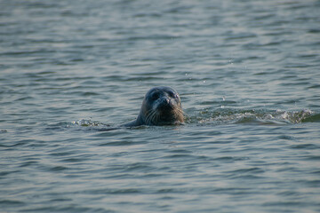 seal in water