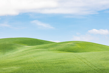 Rolling green wheat fields in the Palouse hills.