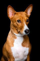 Portrait of a dog on a black background.