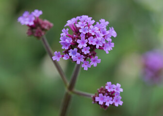 Verbena bonariensis in flower in July