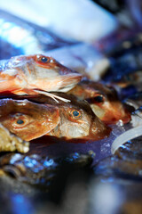 frozen salmon lies on the showcase of the restaurant