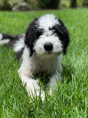Fototapeta premium black and white sheepadoodle puppy