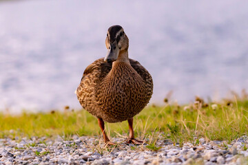 duck in the grass