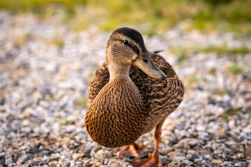 female mallard duck