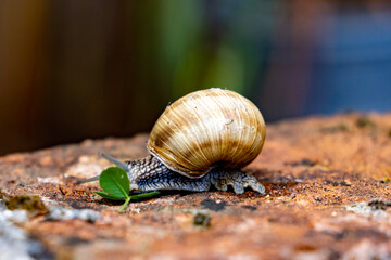 snail on the road