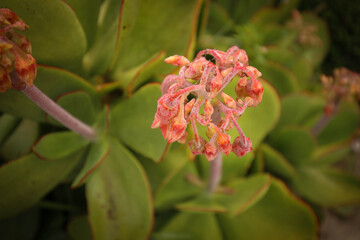 Small orange bell shaped flowers growing from succulent plant