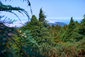 Fototapeta na wymiar dense vegetation pine tree forest woodland, landscape blue sky