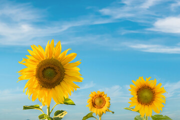 Obraz premium Beautiful sunflower against blurry blue sky background.