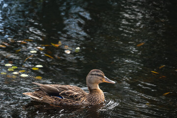mallard duck swimming in the 