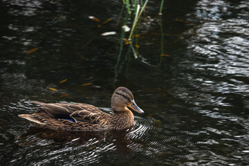 mallard duck swimming in the 