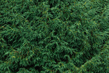 evergreen thuja background texture foliage