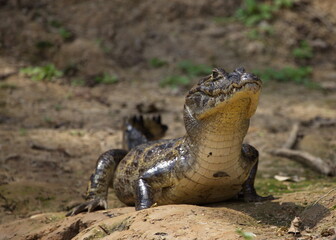 Closeup of Black Caiman (Melanosuchus niger) on riverbank staring at camera, Bolivia