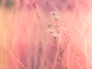 Soft pink nature background of dried grass on the meadow. Defocused image for warmth, embracing, and being natural.
