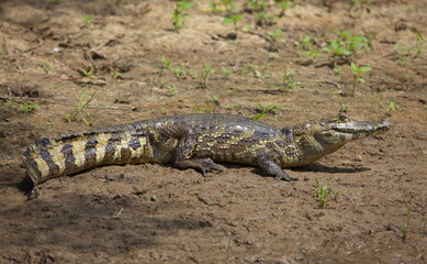 Closeup side on portrait of Black Caiman (Melanosuchus niger) jaw open on riverbank, Bolivia