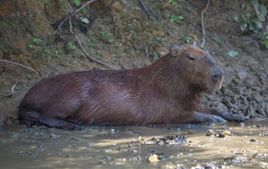 Side on portrait of Capybara (Hydrochoerus hydrochaeris) in mud bath, Bolivia.