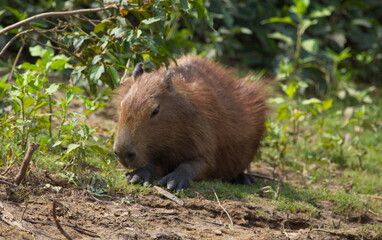Head on portrait of Capybara (Hydrochoerus hydrochaeris) feeding on green grass, Bolivia.