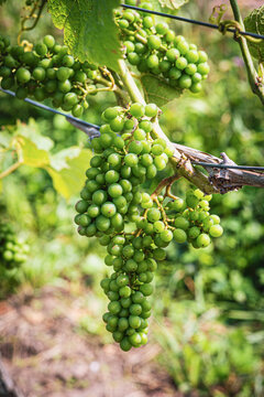 Solaris grapes on the vine