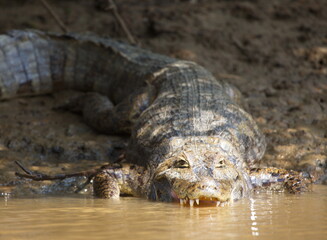 Closeup portrait of Black Caiman (Melanosuchus niger) entering water with jaw wide open, Bolivia