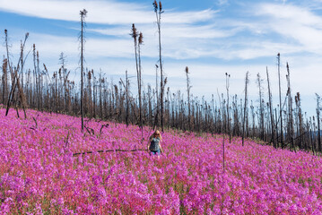 One person walking through a field of Fireweed flowers in a burnt, fire affected boreal forest of...