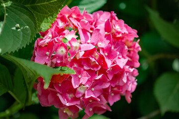 紅色のアジサイ