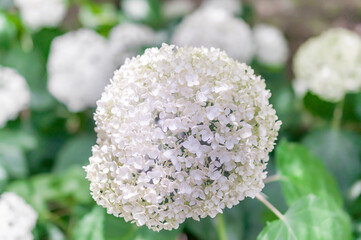白いアジサイ