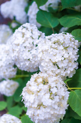 白いアジサイ