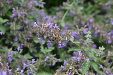 Fototapeta premium bee in a flower