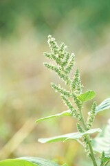Fototapeta premium fresh green Amaranthus viridis tree in nature garden