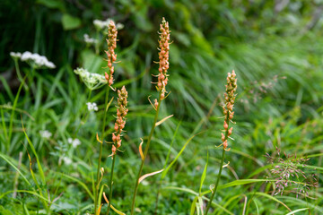 ネバリノギラン