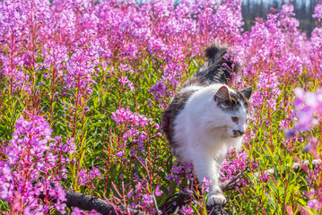 Pet cat, black and white walking through a field of wild pink, purple flowers in the wilderness with beautiful maine coon animal.