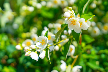 A branch of blooming white jasmine on a background of green trees in the spring in the garden.