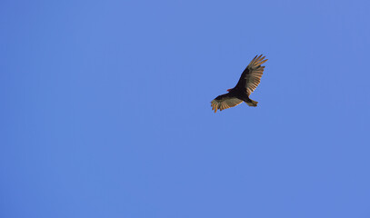 Vulture Flying in the Sky