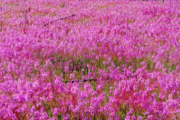 Boreal forest of Canada blooming with stunning Fireweed flowers, bushes in July in bright pink, purple, blue sky background and burnt trees. 