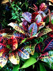 Jungle Leaves