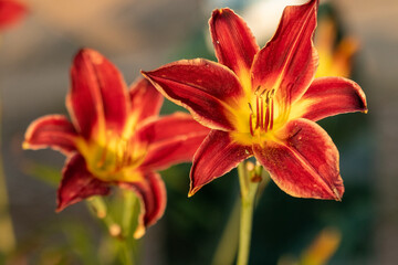 Close up of full blooming day lilies pinkish orange