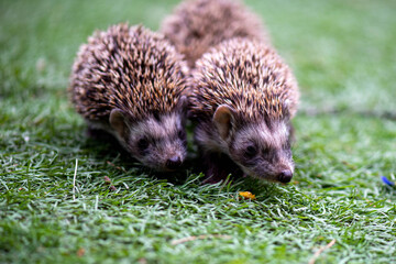 two cute hedgehogs are walking in the meadow