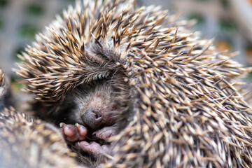 cute hedgehog in a ball is sleeping