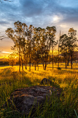 sunset in the forest