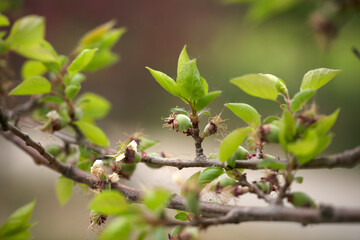 Hairy apricot hanging on the branch just beginning to grow