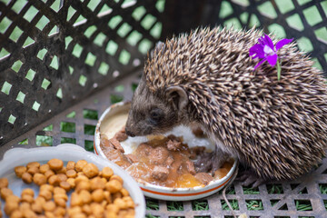 a kind hedgehog with a flower on his back eats food
