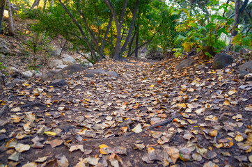 Santa Barbara Forest Hiking Trail