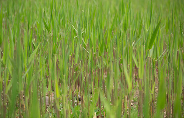 Newborn reeds in the reed swing
