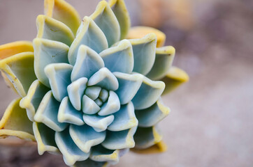 Ghost Plant Succulent Macro Photography