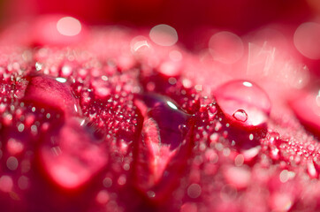 Dewdrops on Roses Macro Photography