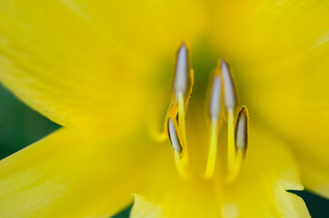 Wild Tulip Flower Macro Photography