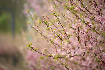 Flowering plum blossoms in spring