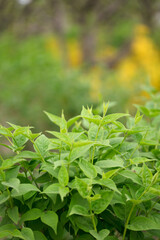 Vigorous green plant close-up with green leaves