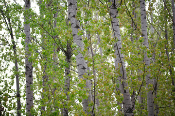 Poplar trees that have just grown new leaves in spring